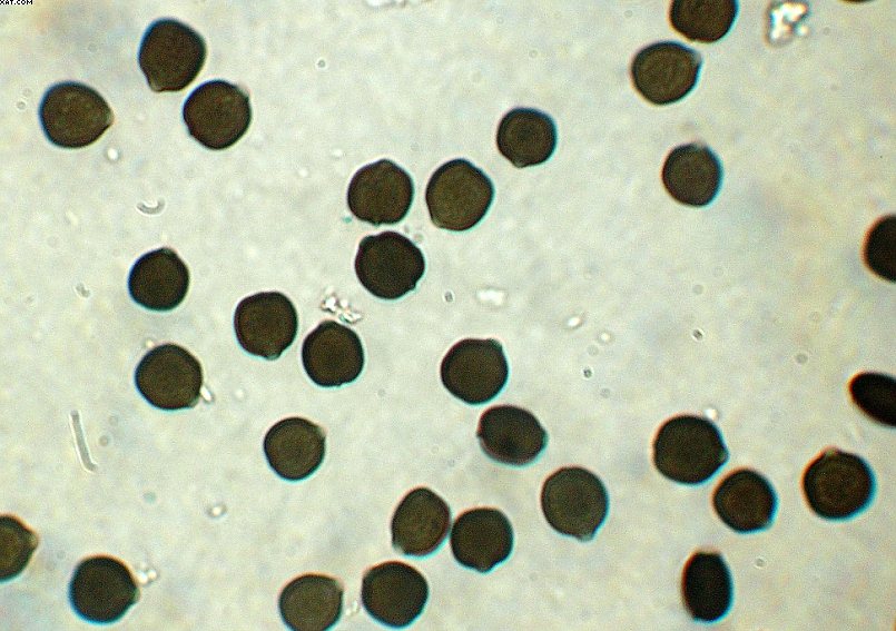 St. Chrischona ( CH )   30. Aprile 2005